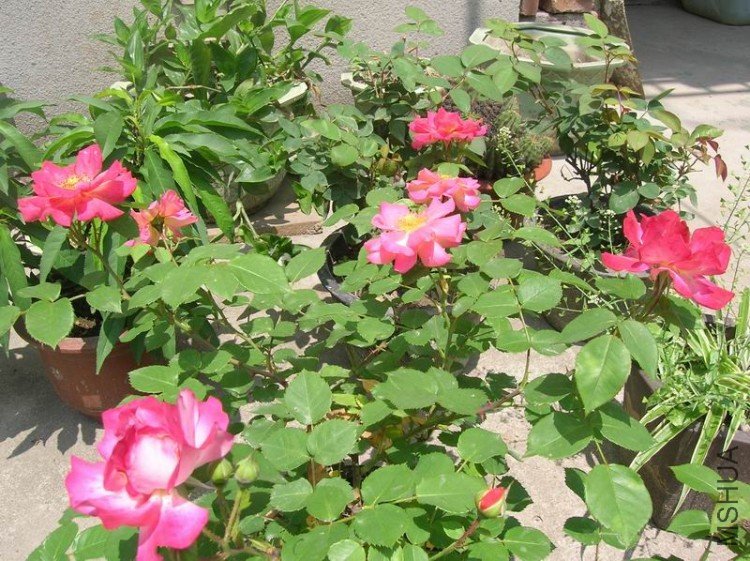 DSCN1312.JPG