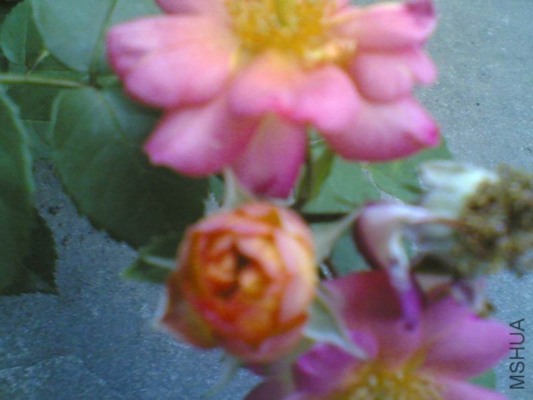 Image(280).jpg