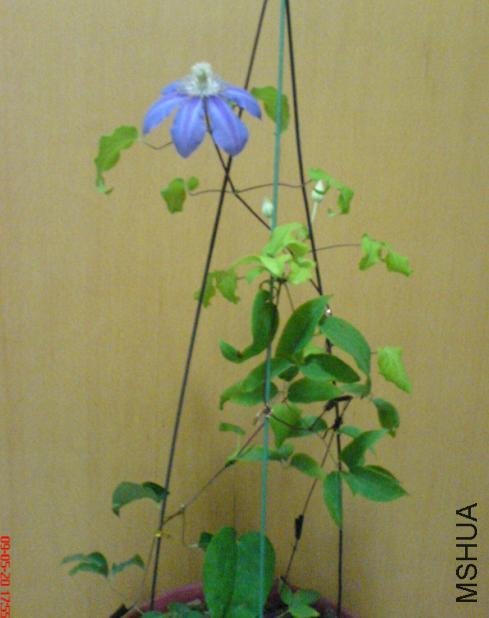 ���쿪�ڶ��ֻ��˻�����ɫ,��������Щ