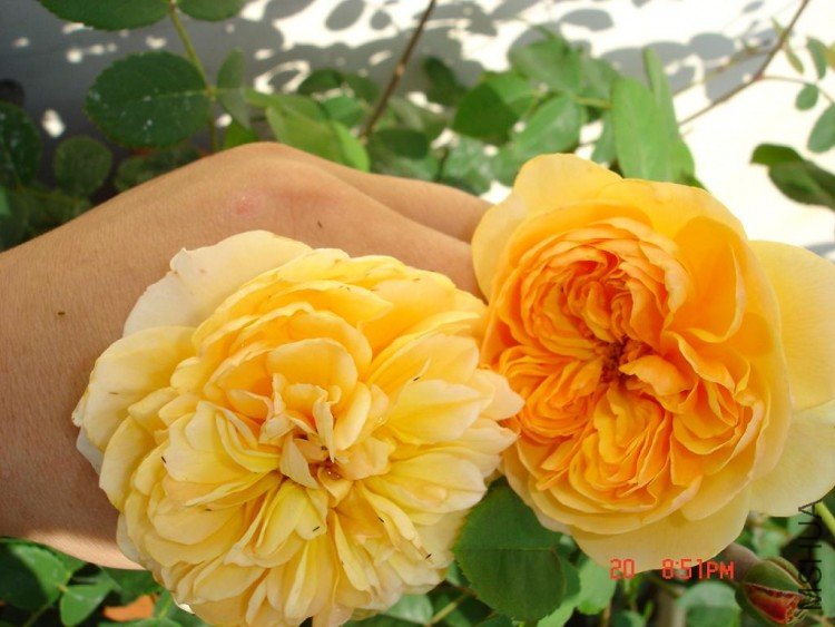 ��Ƭ09515 002.jpg