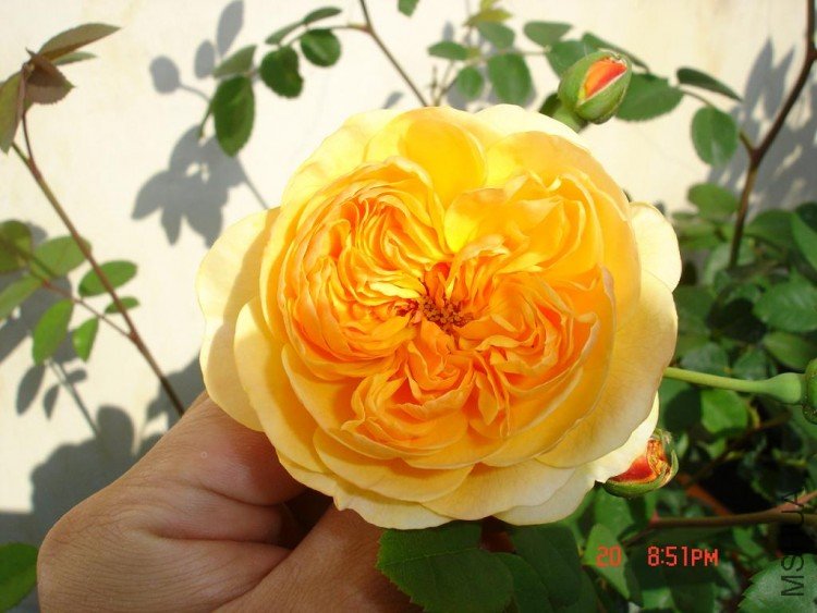 ��Ƭ09515 001.jpg