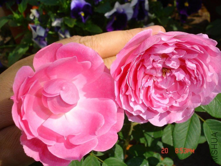 ��Ƭ09515 011.jpg