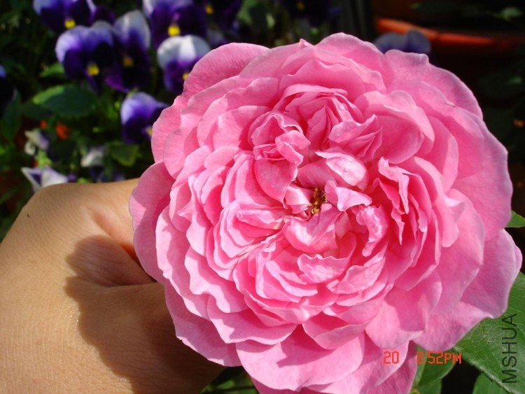 ��Ƭ09515 008.jpg