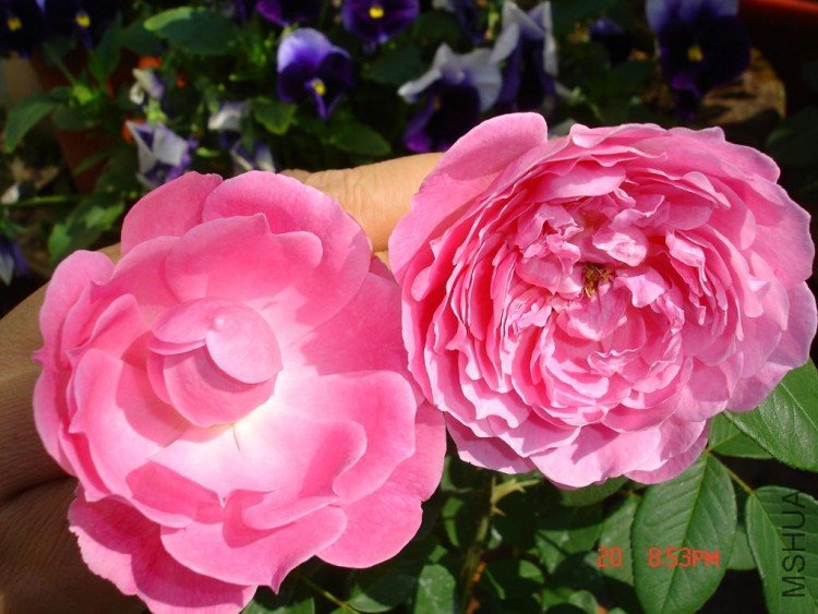 ��Ƭ09515 010.jpg