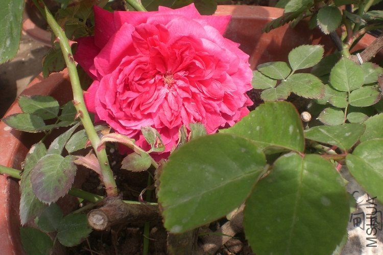 è������԰����������������Ӳ���