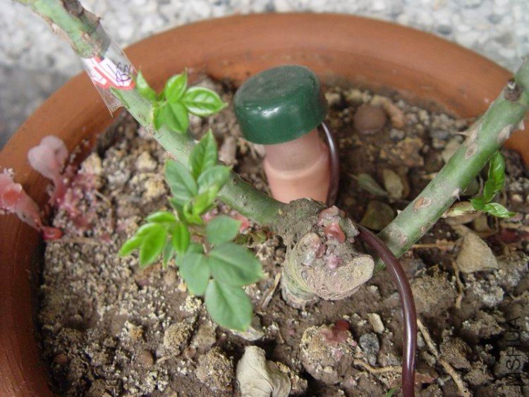 ������С DSC05908.JPG