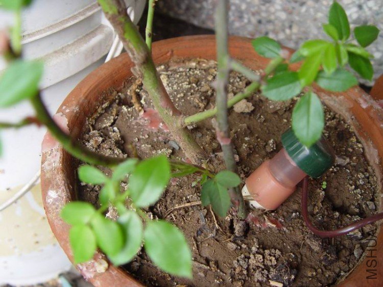 ������С DSC05907.JPG