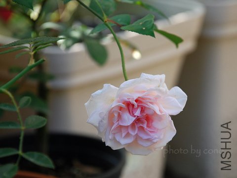 nEO_IMG_DSC_0023.jpg