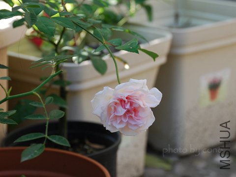 nEO_IMG_DSC_0022.jpg