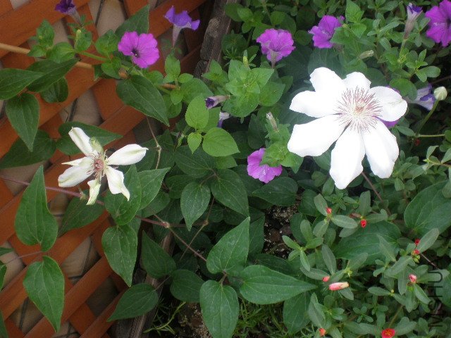 ��������