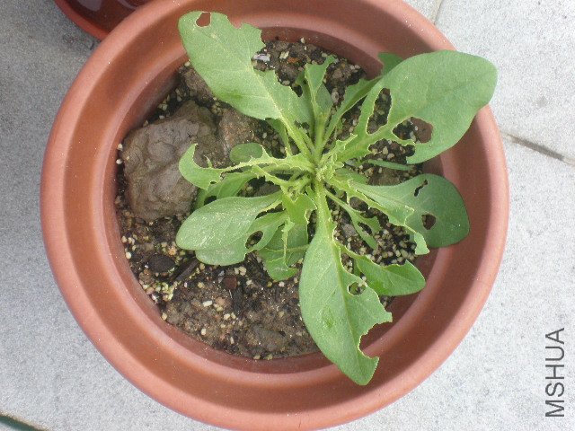 ������ţ