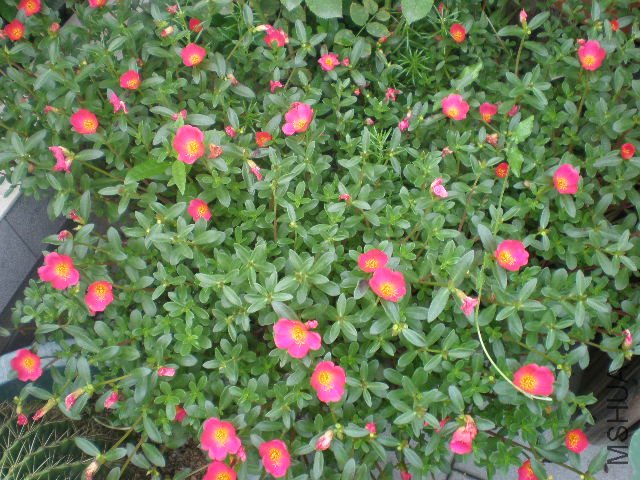 ��˿�������̫����