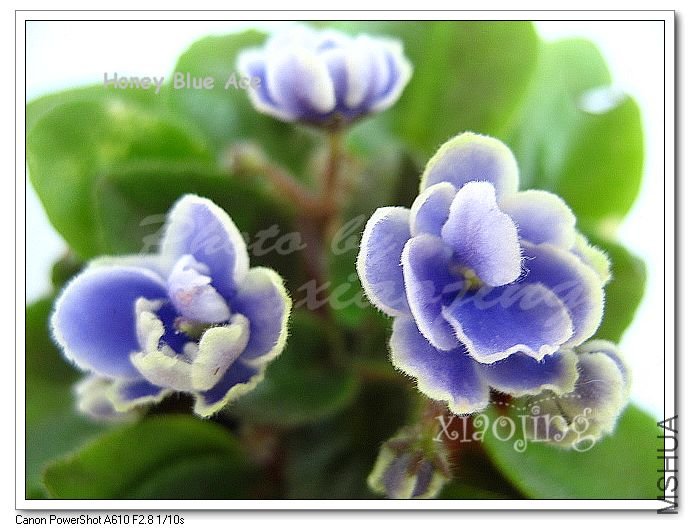 Honey Blue Ace-1.jpg