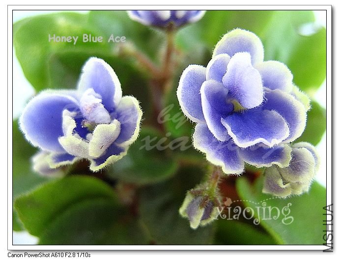 Honey Blue Ace-3.jpg