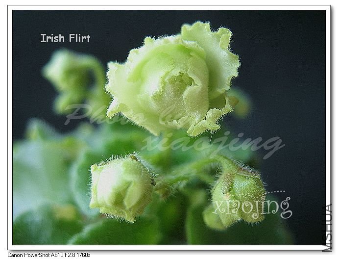 Irish Flirt-2.jpg