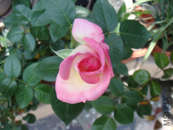DSC02986.JPG