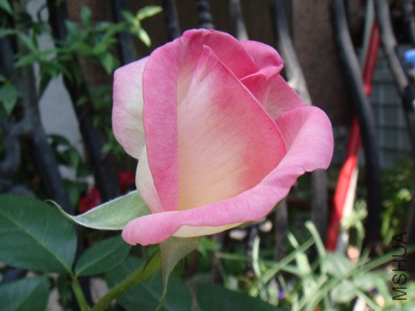 DSC03001.JPG