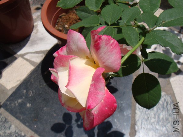 DSC02996.JPG