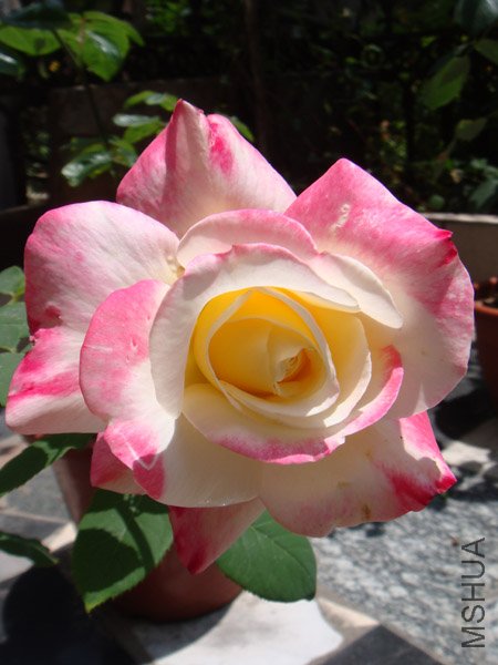 DSC02994.JPG