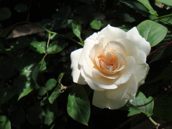 DSC02998.JPG