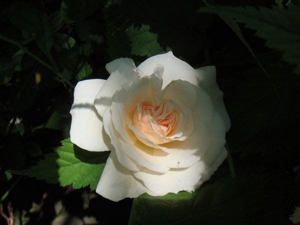 DSC03000.JPG