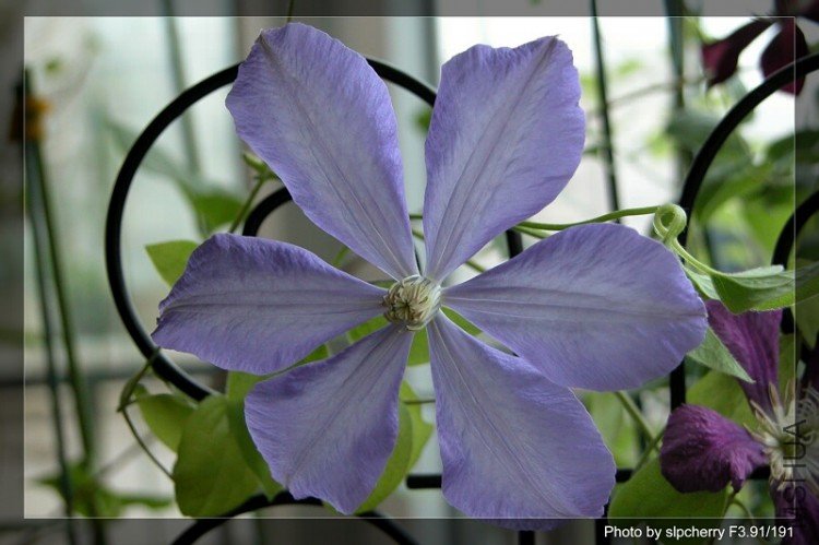 Mrs. Cholmondeley2.jpg