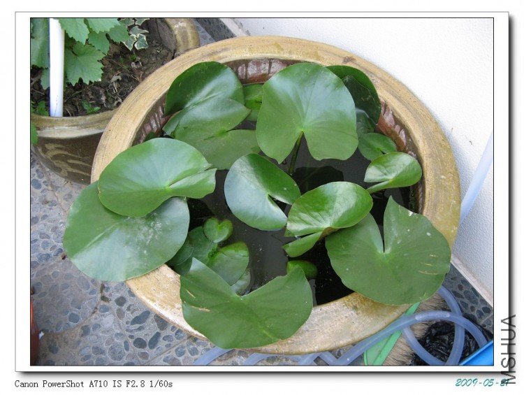 ���겻֪�������Ὺ������