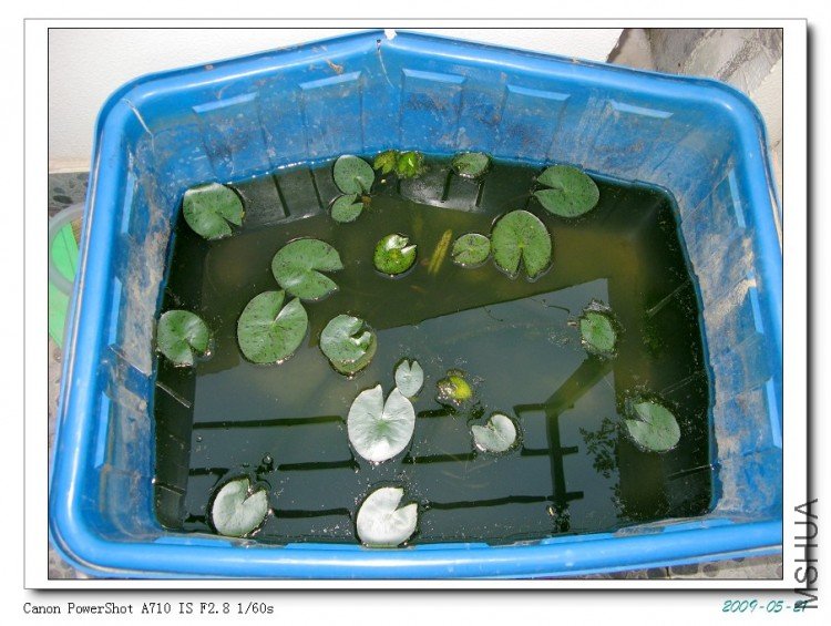 Elle˯�������裬Ҷ�ӻ��Ǻ�С�������³������20ƬҶ�ӡ�