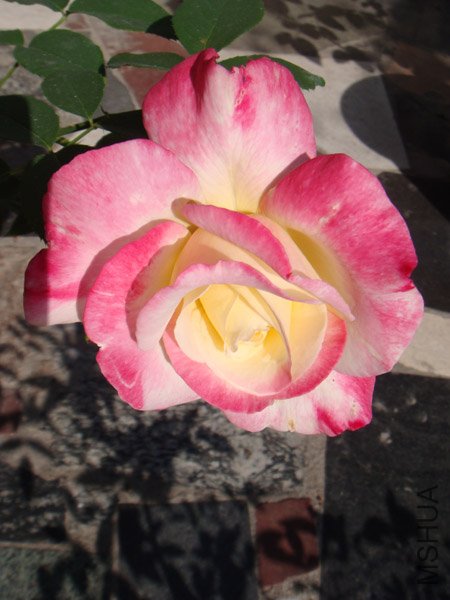 DSC03006.JPG