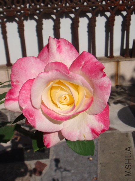 DSC03005.JPG