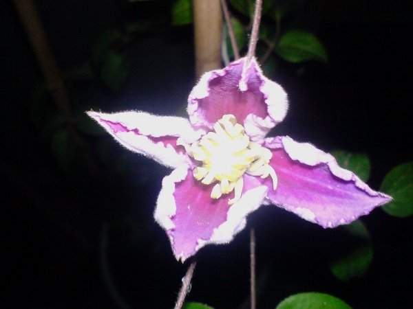 ΢��������