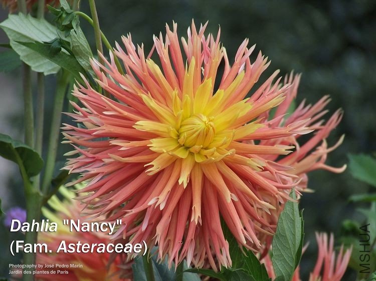 Dahlia_nancy2.jpg