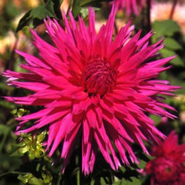 dahlia-galaxie.jpg