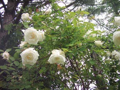 Clg_Mrs_H_St_6_05_Kopie.jpg
