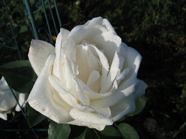 frau_karl_druschki 050517.jpg