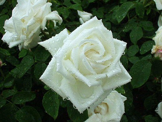 Rosa \'Frau Karl Druschki\'.jpg