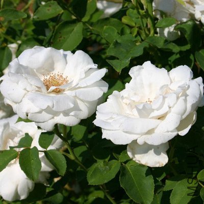 rose25.jpg