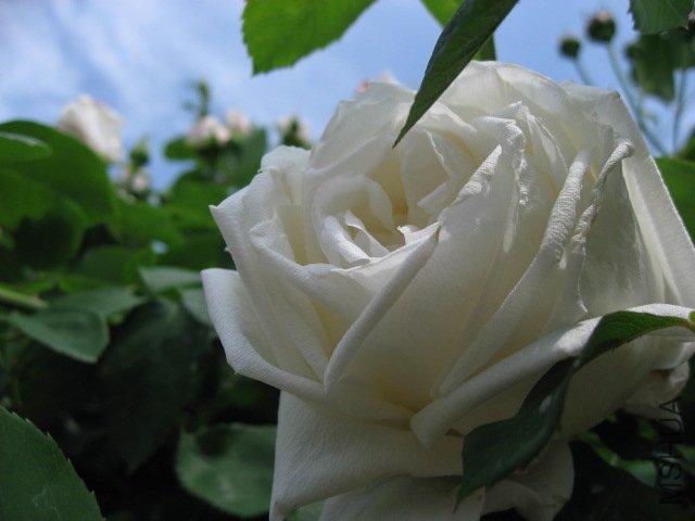 oofunashokubutuen-rose-10-Frau_Karl_Druschki-01-6088.jpg