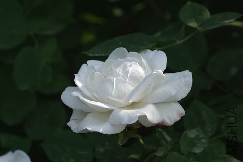 PLANT-dc01702.jpg