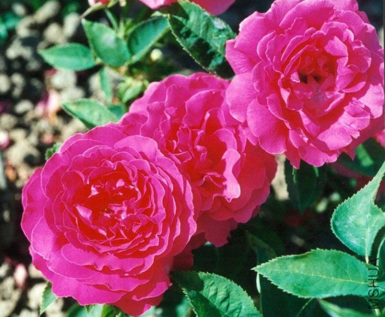 gloire de chedanne guinoisseau.jpg