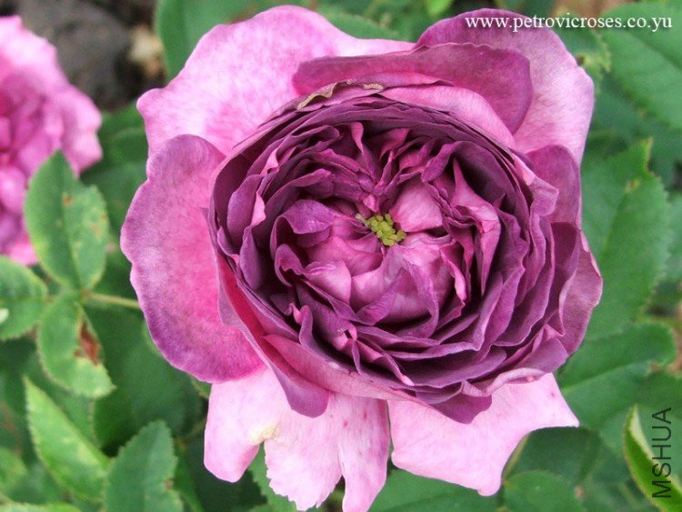 GLOIRE-DES-JARDINS.jpg