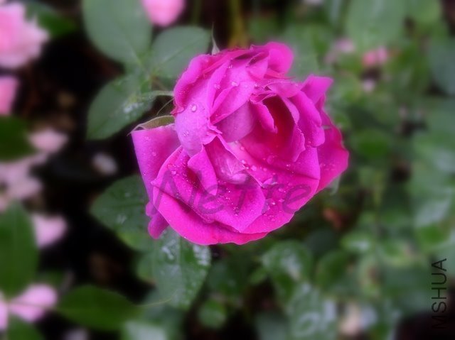 Gloire de Ducher- 08.JPG