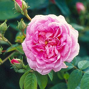 ispahan300.jpg