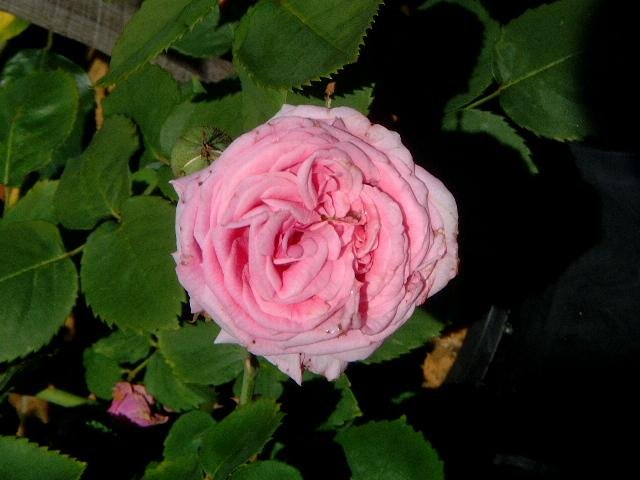ispahan1.jpg