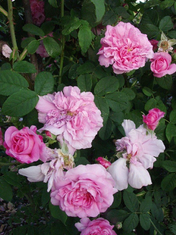 ispahan.jpg