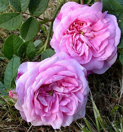 m-Rose_d_Ispahan.jpg
