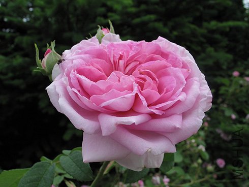 Ispahan_1.jpg