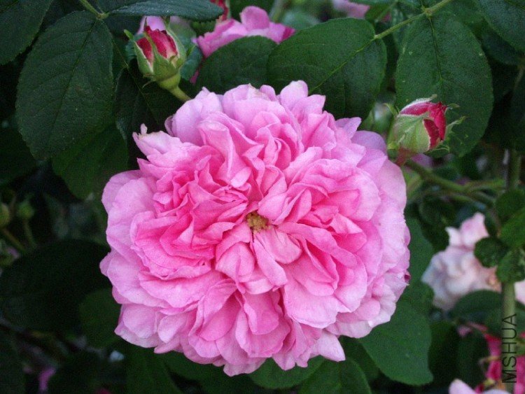 ispahan 2.jpg