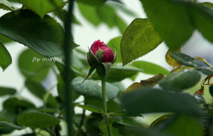 DSC04830.JPG