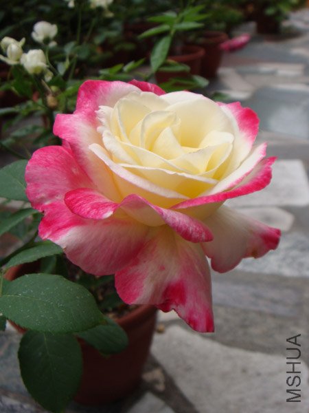 DSC03014.JPG
